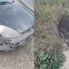 Incidenti automobilisti causati dai cinghiali