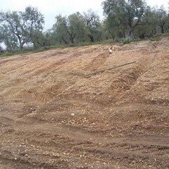 furto di alberi di ulivo