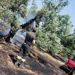 Incendio ad Andria in un'azienda agricola in via Malpighi
