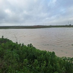 Maltempo e mimose in fiore