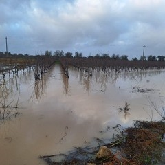 Maltempo e mimose in fiore