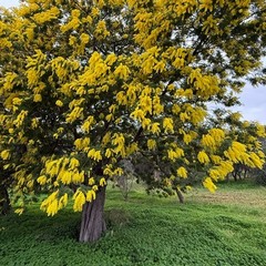 Maltempo e mimose in fiore