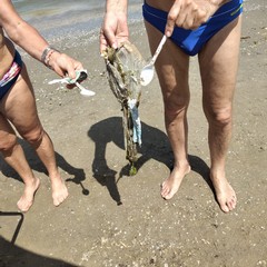 spiagge di Barletta invase dalla plastica