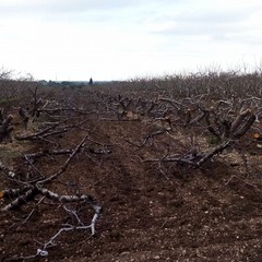 Tagliati nelle campagne di Andria circa 3mila giovani alberi di ciliegio