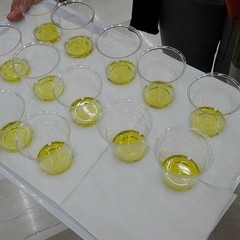 tour dell'olio EVO promosso dal MIPAAF