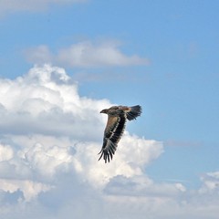 Ortensio Zecchino fotografia Aquila