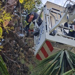 Cede grosso albero di pino all'interno dell'ospedale di Andria