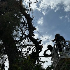 Cede grosso albero di pino all'interno dell'ospedale di Andria