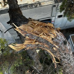 Cede grosso albero di pino all'interno dell'ospedale di Andria