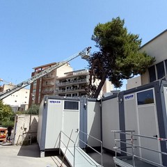 Cede grosso albero di pino all'interno dell'ospedale "Bonomo" di Andria