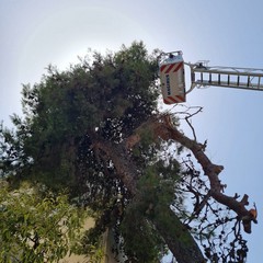 Cede grosso albero di pino all'interno dell'ospedale di Andria