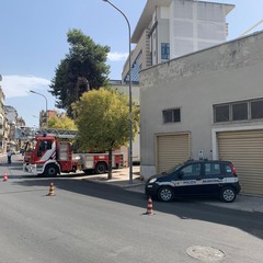 grosso albero di pino cede nei pressi dell'ospedale di Andria