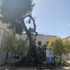 grosso albero di pino cede nei pressi dell'ospedale di Andria