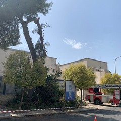 grosso albero di pino cede nei pressi dell'ospedale di Andria