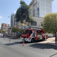 grosso albero di pino cede nei pressi dell'ospedale di Andria