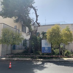 grosso albero di pino cede nei pressi dell'ospedale di Andria