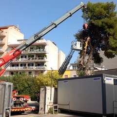 Cede grosso albero di pino nei pressi dell'ospedale "Bonomo" di Andria