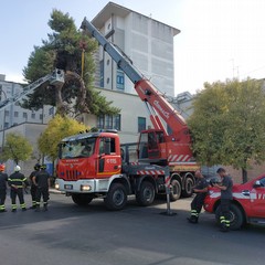 Cede grosso albero di pino nei pressi dell'ospedale "Bonomo" di Andria