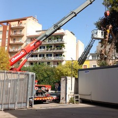 Cede grosso albero di pino nei pressi dell'ospedale "Bonomo" di Andria