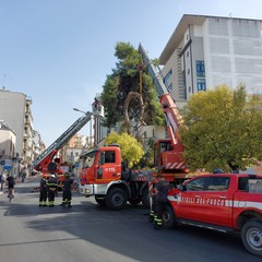 Cede grosso albero di pino nei pressi dell'ospedale "Bonomo" di Andria