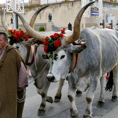 Straordinaria “Rievocazione storica del Transito di Sant’Antonio”