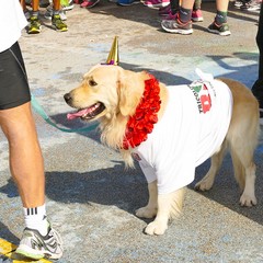 Grande partecipazione e tanto divertimento alla prima edizione della “Tricolor Run”