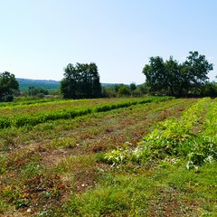 Estate  insieme alla Masseria San Vittore