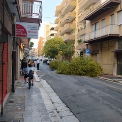 albero di ligustro cade su un auto in sosta