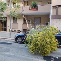 albero di ligustro cade su un auto in sosta