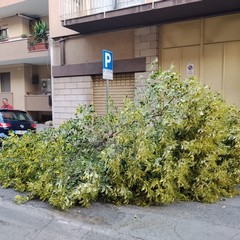 albero di ligustro cade su un auto in sosta