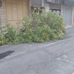 albero di ligustro cade su un auto in sosta