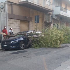 albero di ligustro cade su un auto in sosta