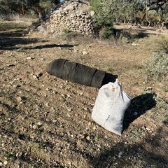 tentativi di furto di olive nelle campagne di Andria