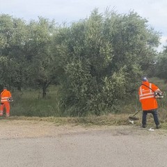 papparicotta