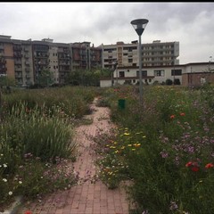 mancata manutenzione del verde a Parco Cardinale Ursi
