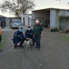 Pecora ed agnello appena partorito circondati da branco di cani