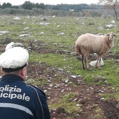 Pecora ed agnello appena partorito circondati da branco di cani