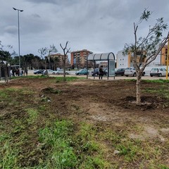 Terminal bus: Pensiline ed alberi per Largo Ceruti