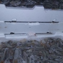 pesce