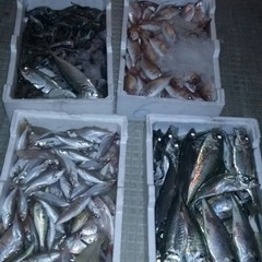 pesce