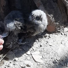piccoli esemplari di Assiolo comune