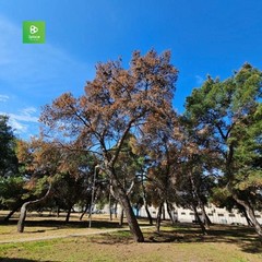 La pineta della Villa comunale rischia di scomparire