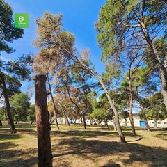 La pineta della Villa comunale rischia di scomparire