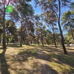 La pineta della Villa comunale rischia di scomparire