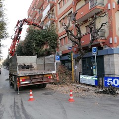 potatura dei lecci su viale Roma