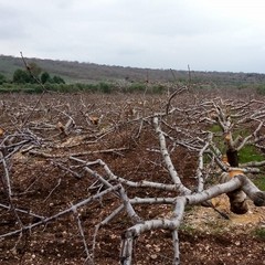 Tagliati nelle campagne di Andria circa 3mila giovani alberi di ciliegio