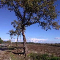 Quercia