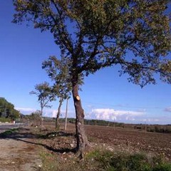 Quercia