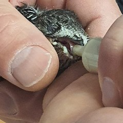 Una piccola rondine salvata da un cittadino