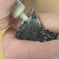 Una piccola rondine salvata da un cittadino